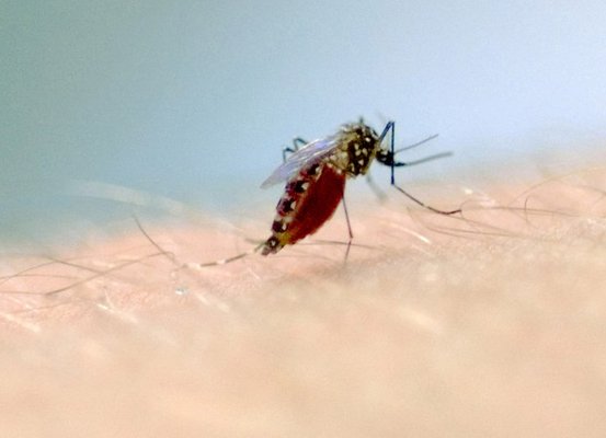 Vigilância em Saúde do Estado promove ações de conscientização sobre a dengue na abertura da Operação Verão Total